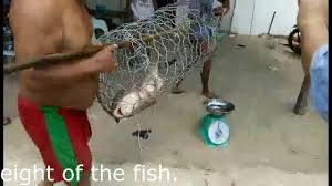 Sejumlah 607 tangkapan direkodkan menerusi 540 operasi. Sarawak River Fish King Empurau Youtube