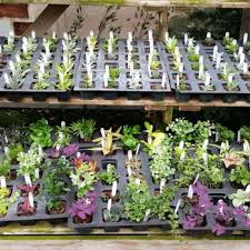 Maybe you would like to learn more about one of these? Mcnamara Florist 11 Photos Florists 4322 Deforest Ave Fort Wayne In Phone Number Yelp