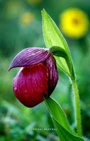 Image result for Rhipidoglossum densiflorum