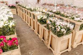 Wholesale flowers direct to public. Warehouse Refrigerator Wholesale Flowers For Flower Shops White Peonies In A Plastic Container Or Bucket Online Store Floral Shop And Delivery Concept Stock Photo Picture And Royalty Free Image Image 123137928