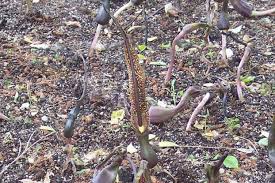 Image result for Sauromatum venosum