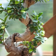 Image result for Ficus