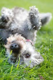 If you can train your dog to sit or wait, then achieving the roll is definitely within your capabilities too. Roll Over Victoria Stilwell Positively