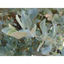 Image result for Atriplex halimus