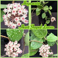 Use them in commercial designs under lifetime, perpetual & worldwide rights. Hoya Plants On Twitter Hoya Acuta Heart Shape Leaves Beautiful Heart Shaped Leaves With Speckles The Flowers Are Beautiful And Very Fragrant Https T Co Rsb1w0o7jv