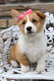 Marlee Female Akc Welsh Corgi Puppy For Sale In Harlan Indiana Corgi Corgipuppy Corgipuppiesfor Corgi Puppy Welsh Corgi Puppies Corgi Puppies For Sale