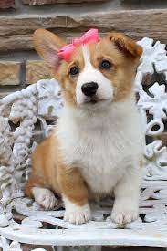 Dog breeders and puppies for sale in indiana. Marlee Female Akc Welsh Corgi Puppy For Sale In Harlan Indiana Corgi Corgipuppy Corgipuppiesfor Corgi Puppy Corgi Puppies For Sale Welsh Corgi Puppies