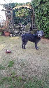We did not find results for: Vituzzo Sardinienhunde E V