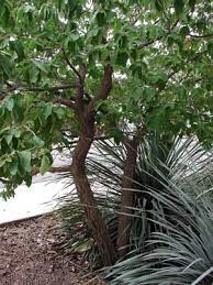 The fruit encloses small male and female flowers inside it in a bunch. Norm S Favorite Desert Trees Nevada Public Radio
