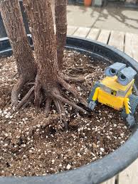 This gives your new plant a short stem with leaves to sustain it. Hello I M New To The Horticulture World And I Was On A Scavenger Hunt Looking For Different Root Systems I Found This Ficus Lyrata And Am Having Difficulty Determining If This Is