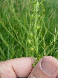 Image result for Berlinia orientalis