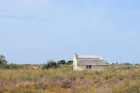Maison De Gardian Et Saladelle Ce Sont Des Plantes Qui Poussent A Proximite Des Rivages Sur Sol Salin Sablonneux Ou Roch Les Rocheuses Aigues Mortes Plante