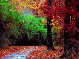 Green Forest Wallpaper Hd Download Hd Blast Here you can find forest desktop wallpapers and forest windows wallpapers pc in both widescreen and 4:3 resolutions. green forest wallpaper hd download hd