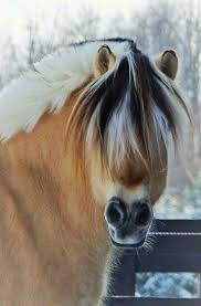 With less than 100 foals currently registered through the norwegian fjord horse registry (nfhr) * in 2016, the population of this great horse is at stake! Norwegian Fjord Horse Looks So Cute With All That Forelock In His Face Horse Breed Fjord Horse Horses Horse Breeds