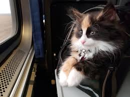 Reddit Meet Astrid My New 9 Week Old Norwegian Forest Cat She S Enjoying The Train Home From K C To Chicago Norwegian Forest Cat Cute Cats Dogs Funny Cats Dogs