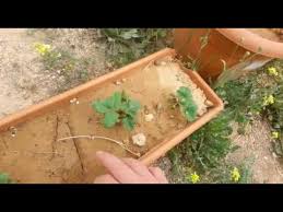 Kati Solucan Gubresi Ve Keci Gubresi Farki Youtube