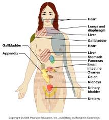 Maybe you would like to learn more about one of these? Referred Pain Diagram Quizlet
