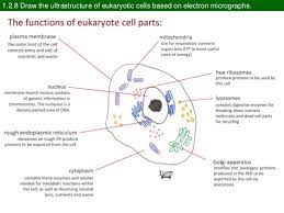 All eukaryotic cells possess a nucleus containing one or more nucleoli and dna. Draw And Label The Ultrastructure Of Chloroplast Shefalitayal