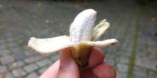 The banana plant, or musa, comes in many shapes and sizes. Musa Truly Tiny Banana Tree Mini Banana Tree