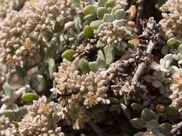 Image result for Polycarpaea