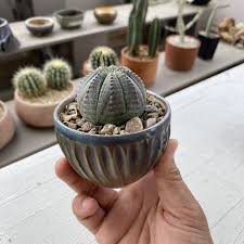 Image result for Euphorbia fanshawei