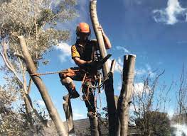 Things To Consider Before Hiring A Tree Service Restaurant Medure