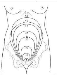 uterus size by week diagram anyone have it ovarian cyst