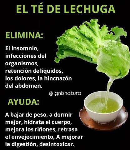 🌱¿Sabías que la lechuga no solo sirve para ensaladas? 🍵 El té de lechuga  es un remedio natural cada vez más popular gracias a sus increíbles  beneficios para la salud. ✓ Elimina