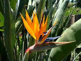 Strelitzia Reginae Plants Birds Of Paradise Flower Backyard Plants