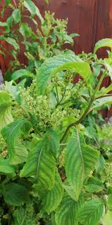Image result for Ocimum
