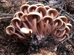 Image result for Gonatopus clavatus