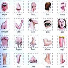 This article contains a list of human body parts names. Body Parts Name Photos