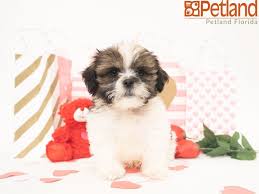 Teddy bear puppies for sale in florida. Teddy Bear Puppies Breeder In Florida The Y Guide