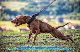 American pit bull terriers have highly set, pointy ears which may be cropped, a broad head, wide cheeks, short back and tail. American Pitbull Terrier Startseite Facebook