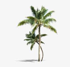 10,512 transparent png illustrations and cipart matching palm tree. Palm Tree Png Vectors Psd And Clipart For Free Download Agua De Coco Transparent Png 800x703 Free Download On Nicepng