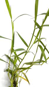 Image result for Leersia