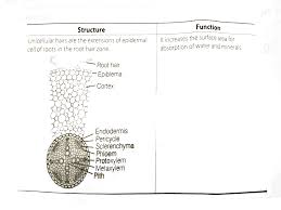 We did not find results for: Epidermal Cells Are Often Modified To Perform Specialised Function