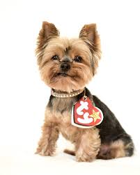 Listen, yorkshire terrier's are perfect. Yorkshire Terrier 1080p 2k 4k 5k Hd Wallpapers Free Download Wallpaper Flare