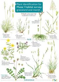 plant identification for phase 1 habitat survey grassland