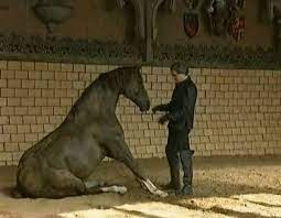 Nevzorov haute ecole, nhe (невзоров от эколь, ноэ) — высшая школа воспитания лошади александра. Aleksandr Glebovich Nevzorov Biografiya Schastlivye Loshadi