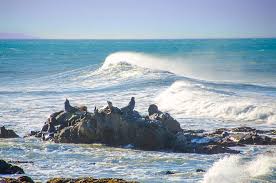 Shelter cove is on californi. Sea Lions At Shelter Cove California Photograph By Bill Cannon