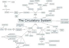 Circulatory System Cmap 1200 841 In 2020 Concept Map Human Circulatory System Circulatory System