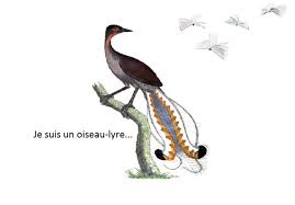 Je Suis Un Oiseau Lyre