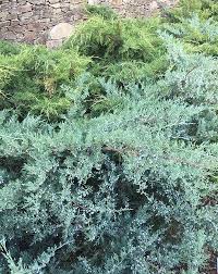 And be sure to let us know what you think. Best Ground Cover Plants For Uk Gardens Paramount Plants