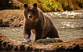 If you're looking for the best brown bear wallpaper then wallpapertag is the place to be. Grizzly Bear Wallpapers Top Free Grizzly Bear Backgrounds Wallpaperaccess