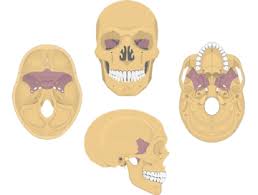 A skull ct scan, also called cranial or head ct (computed tomography) scan, is a diagnostic medical imaging technique used to create detailed images of the head and brain anatomy. Cranial Bones Of The Skull Anatomy Cranium Of The Skull