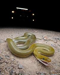 Image result for Triaspis