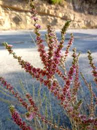 Image result for Caroxylon littoralis