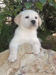 Labrador retrievers are sometimes classified into american labs or english labs. Cream Male English Labrador Puppy From Www Socallabradors Com English Labrador Lab Dogs English Labrador Puppy