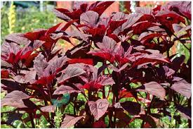 తోటకూర వెంకట రాజు), better known as t. Red Amaranth Leaves Erra Thotakura Sync With Nature